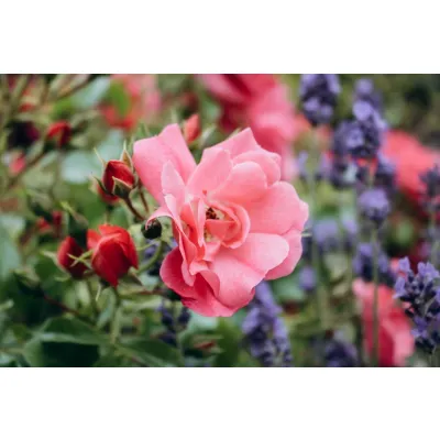 Lavender & Rose Geranium Pillow Mist